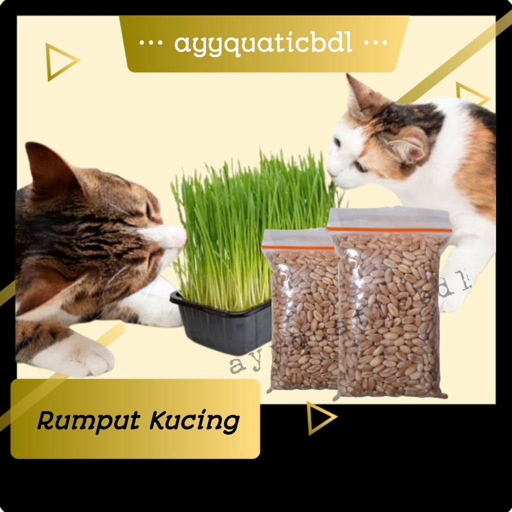 BIJI GANDUM RUMPUT KUCING - Benih Biji Gandum Rumput Cat Grass Wheatgrass