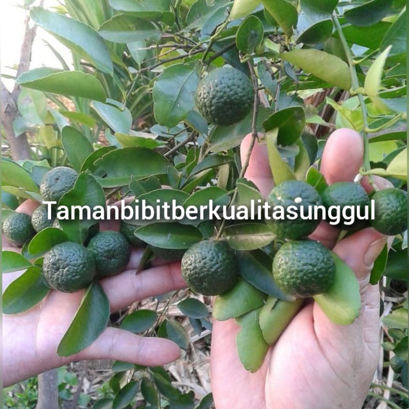 Bibit jeruk limau berbuah lebat/Tanaman Tambulampot