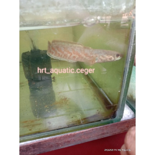 Jual Channa Ignis sp. Myanmar Size 11-12cm Original Single Tank