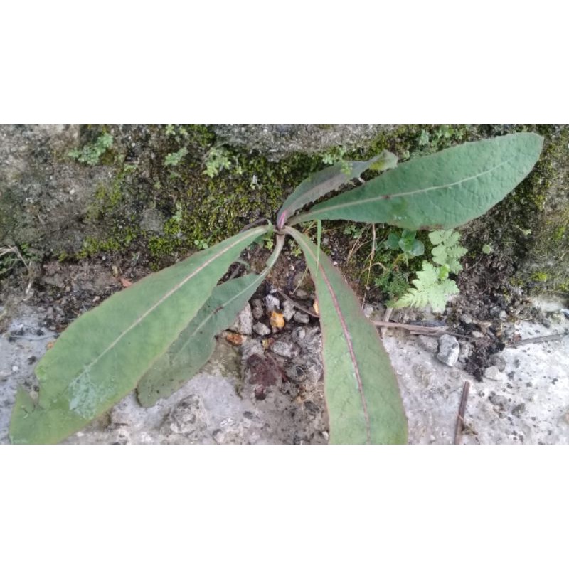 

Daun tempuyung herbal segar per pohon