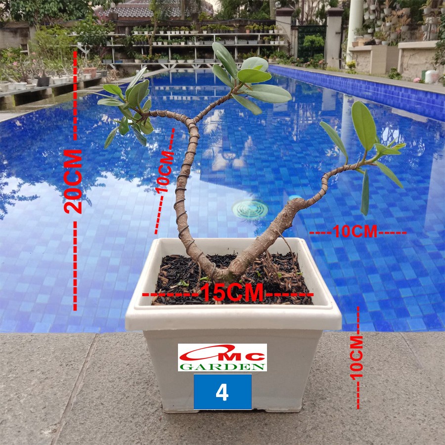 Tanaman Hias Pohon Bonsai Mame Beringin Korea Mini Dolar B-BK-001