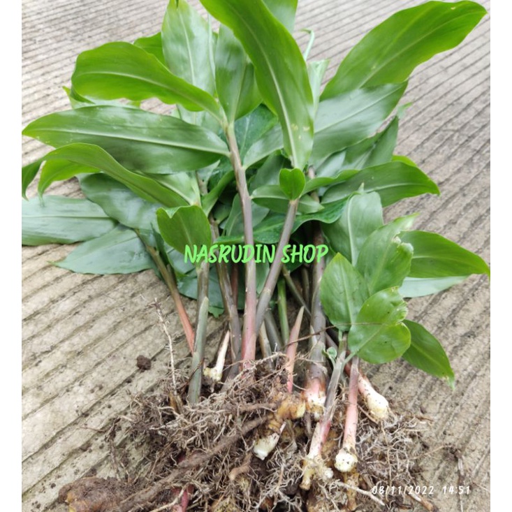 

[Fresh] BIBIT LEMPUYANG 20 BATANG BIBIT LAMPUYANG CABUTAN