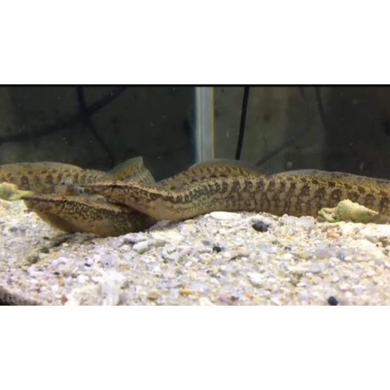 ikan hias sili batik