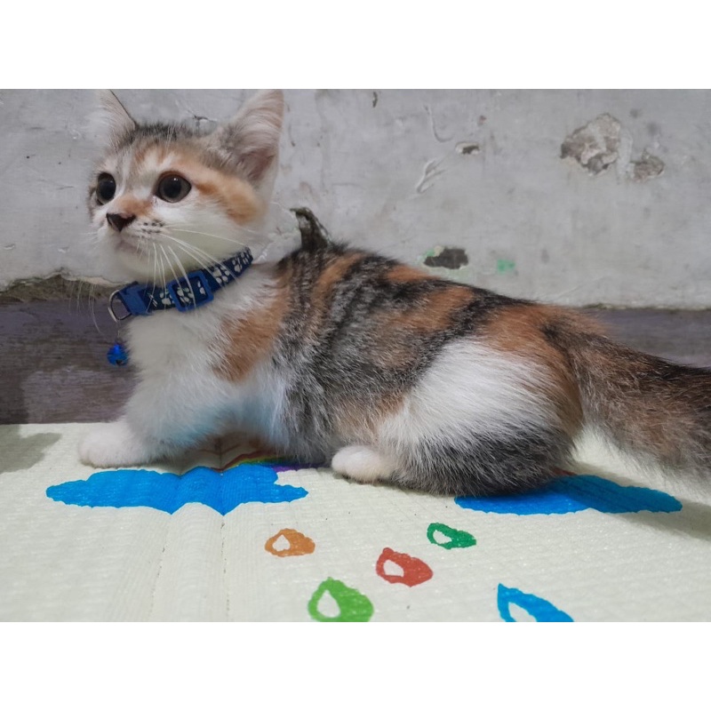 kitten munchkin betina