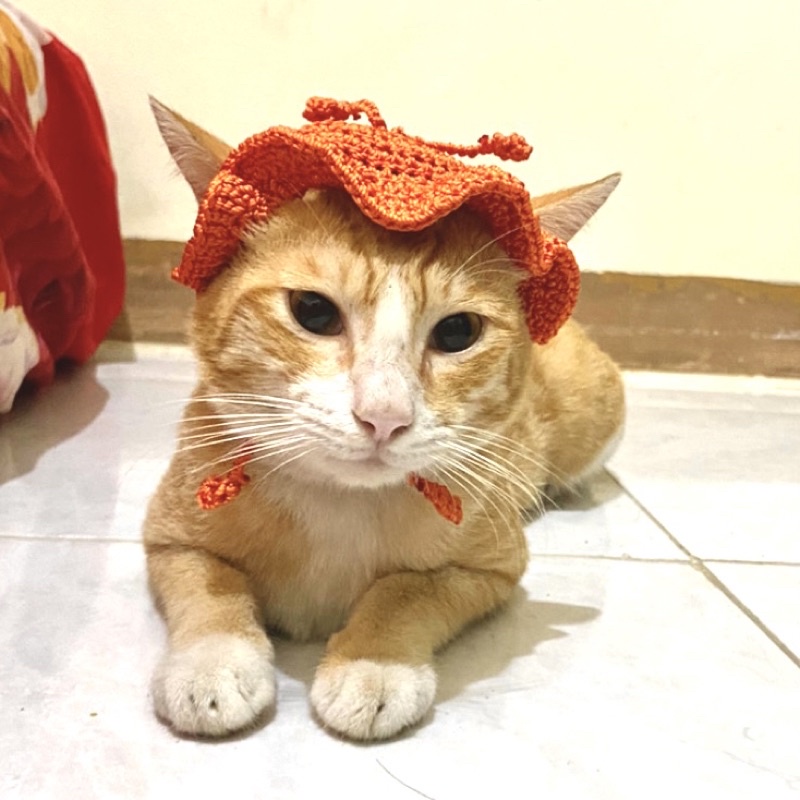 Topi rajut kucing | Custom topi rajut kucing | Crochet bucket hat for cat
