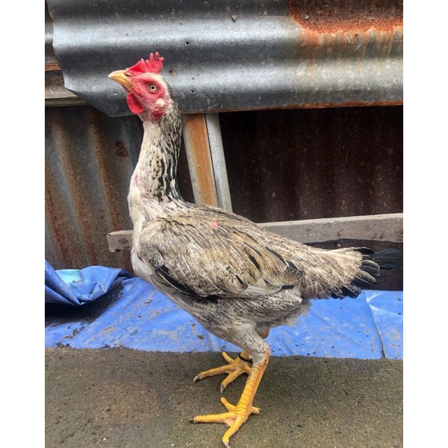 JUAL TELUR AYAM BANGKOK PAMA NINJA