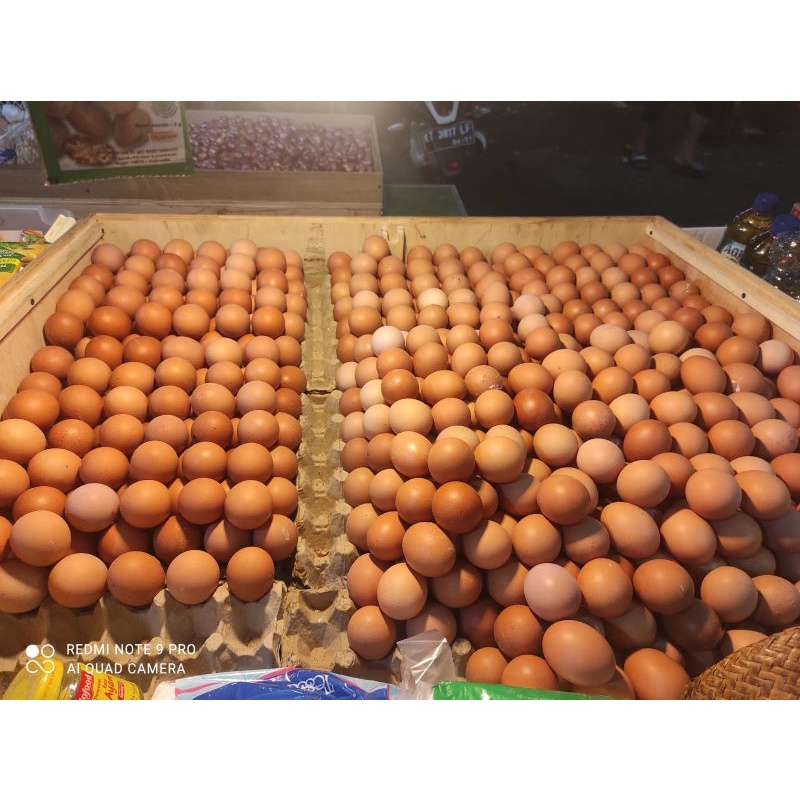 

TELUR AYAM UKURAN SEDANG