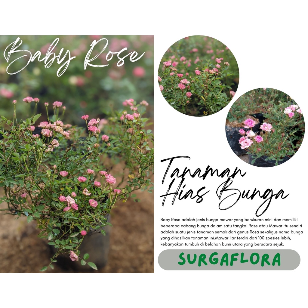 tanaman hias hidup Bunga Mawar Baby Rose Pink - Mawar Baby Rose Berbunga