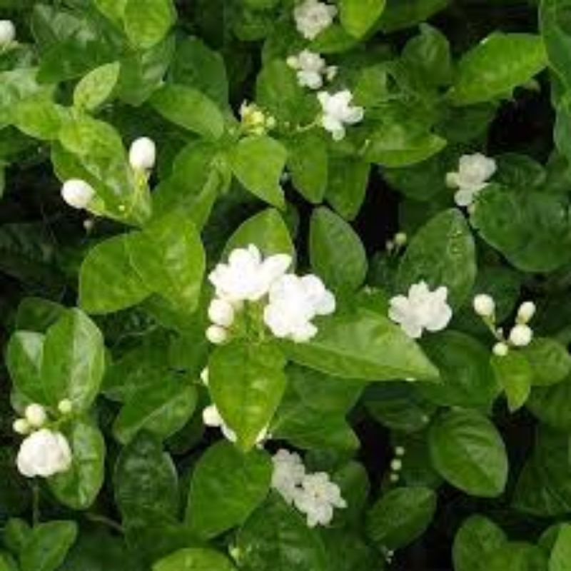 DAUN BUNGA MELATI SEGAR 500 GRAM