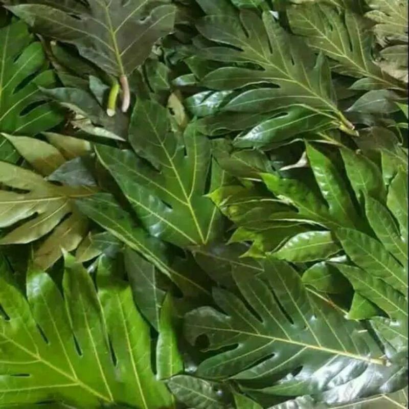 

Daun sukun segar daun dipetik dadakan daun organik untuk obat herbal