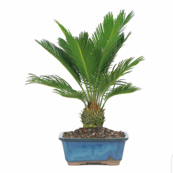 Tanaman hias sikas/tanaman palem sikas/pohon palem sikas