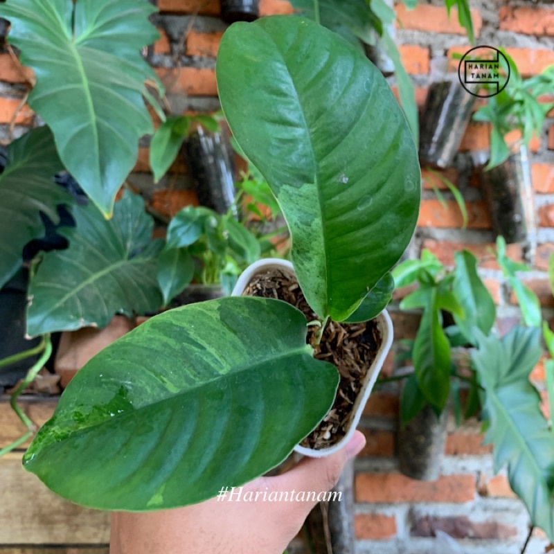 Rhaphidophora foraminifera variegata (Include pot & media tanam)