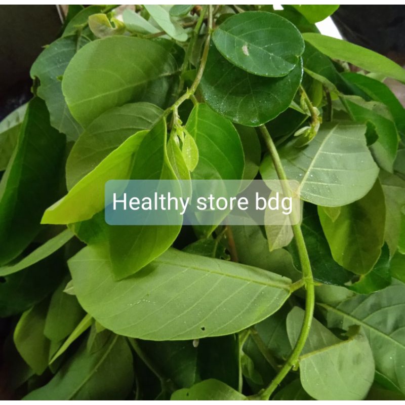 

Daun Kandri Daun Kanyere segar 500 gram