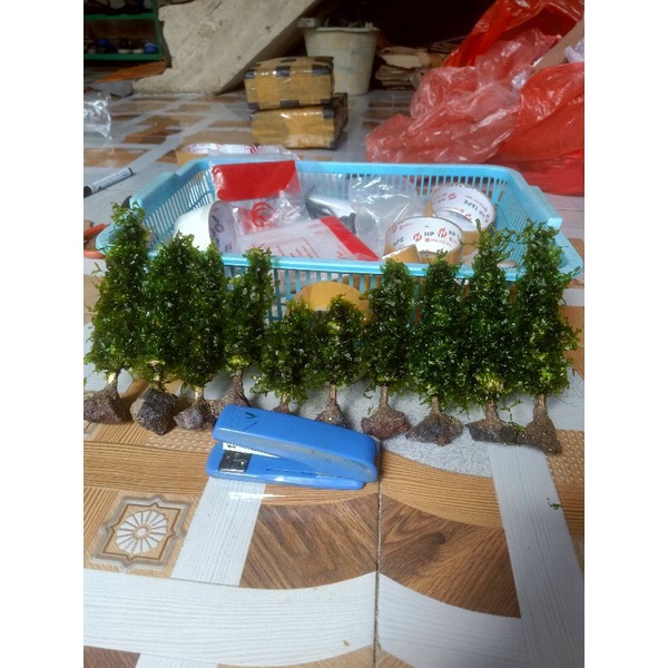 bonsai Cemara 10 pcs MOS pelia Timica bonsai asli bukan palsu