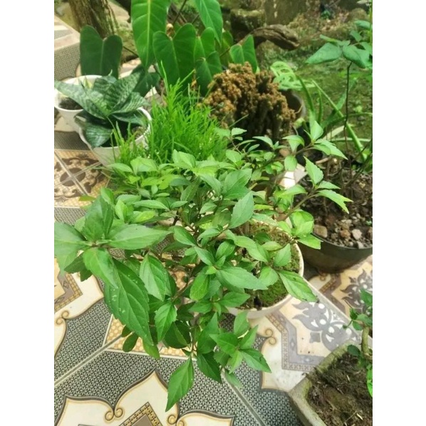

Daun kumis kucing