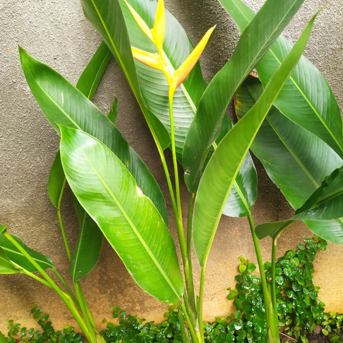Tanaman hias Pisang Heleconia gardenia/Pohon Heleconia gardenia FF11