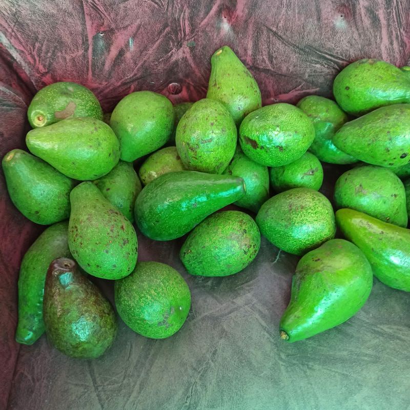 

Fresh Alpukat Lokal Boyolali