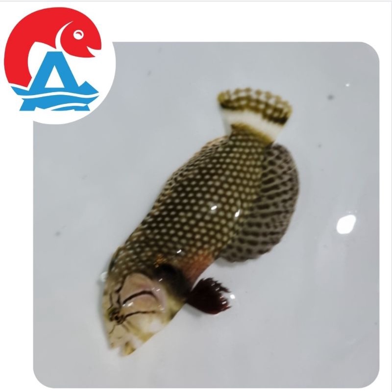 

Ikan Hias Laut Keling Tanduk
