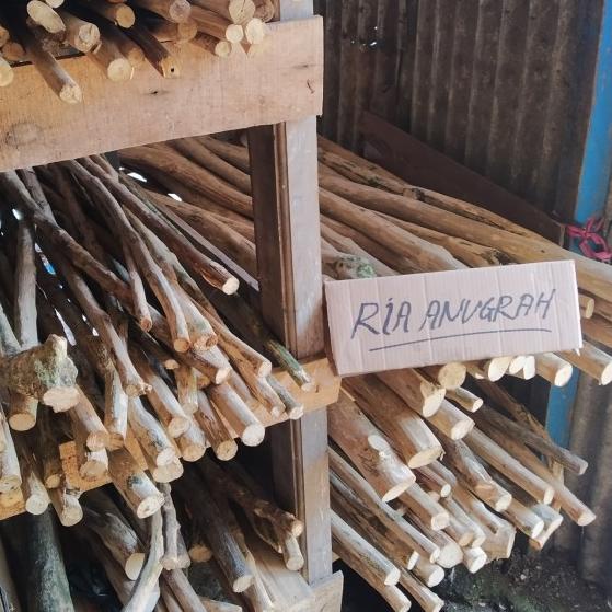 Tangkringan kayu kopi / tangkringan macaw