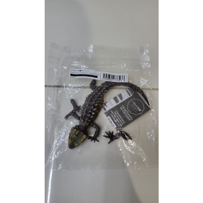 IKIMONO Tribolonotus / Crocodile skink - 872 RAHSU