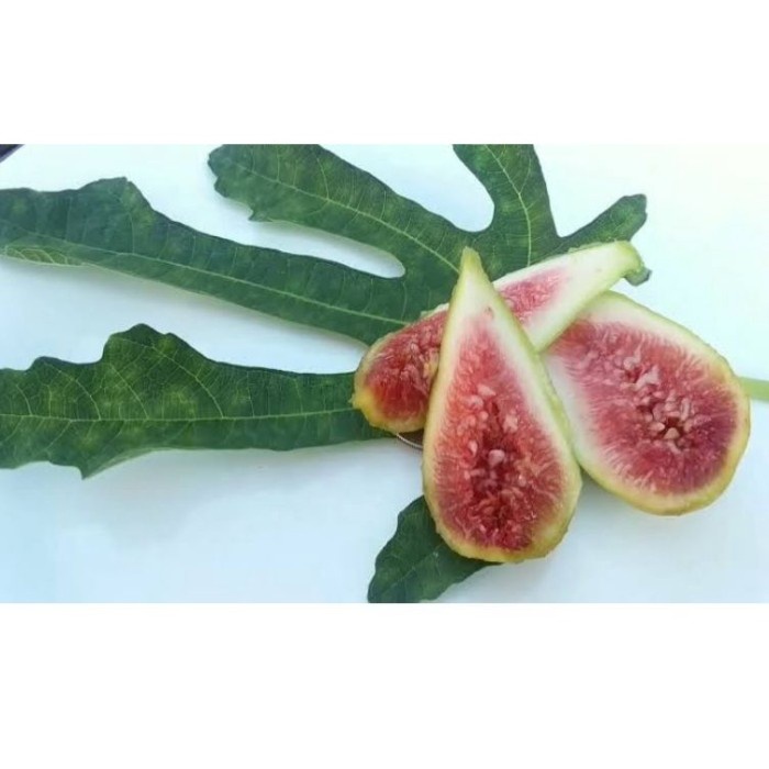 Bibit buah tin jenis EZIO fresh cangkok fresh cangkok pohon tin AA99