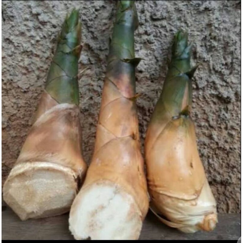 

rebung bambu 1 kilo gram