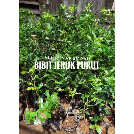 Bibit Daun Jeruk