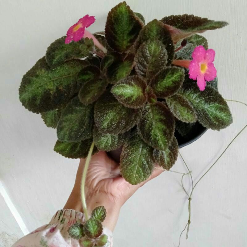episcia coklat bunga pink