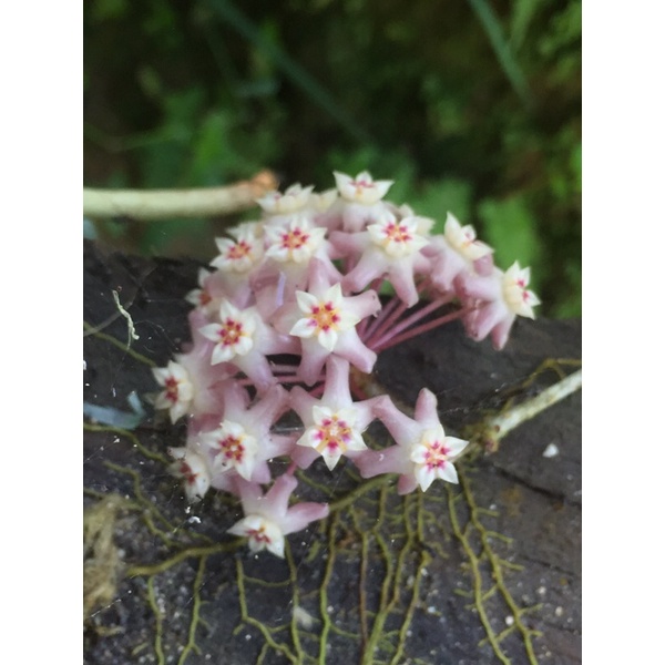 Hoya spesies sulawesi