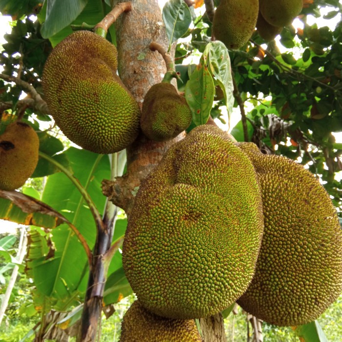 new nangka gori muda