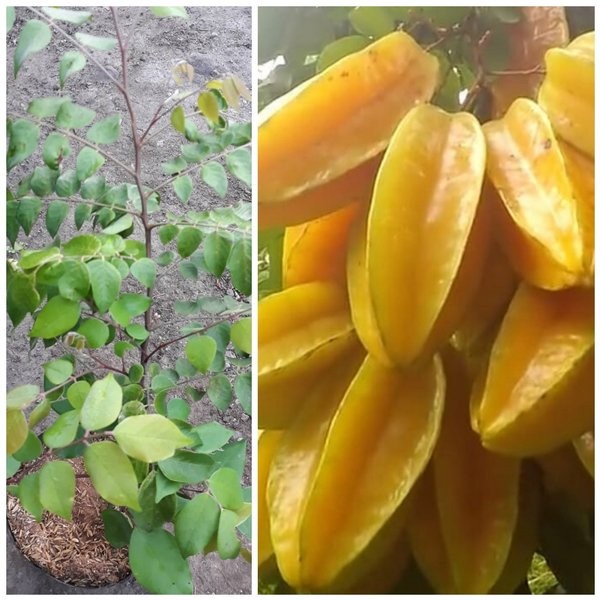 Terlaris bibit tanaman pohon buah belimbing madu manis GG22