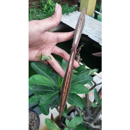 Seed/biji/benih/bibit Adenium Arabicum/Arabikum Hybrid 25biji