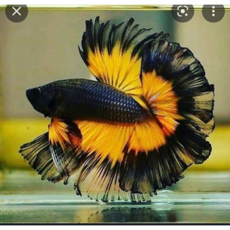 cupang cantik menawan