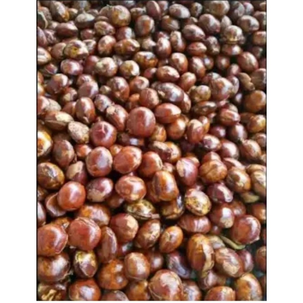 

JENGKOL TUA FRESH/JENGKOL TUA REBUS 1000gr