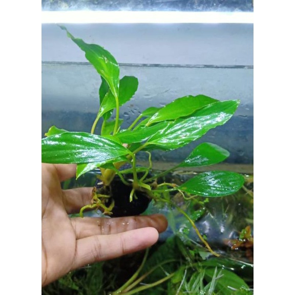 anubias sp Gren pakai wabikusa