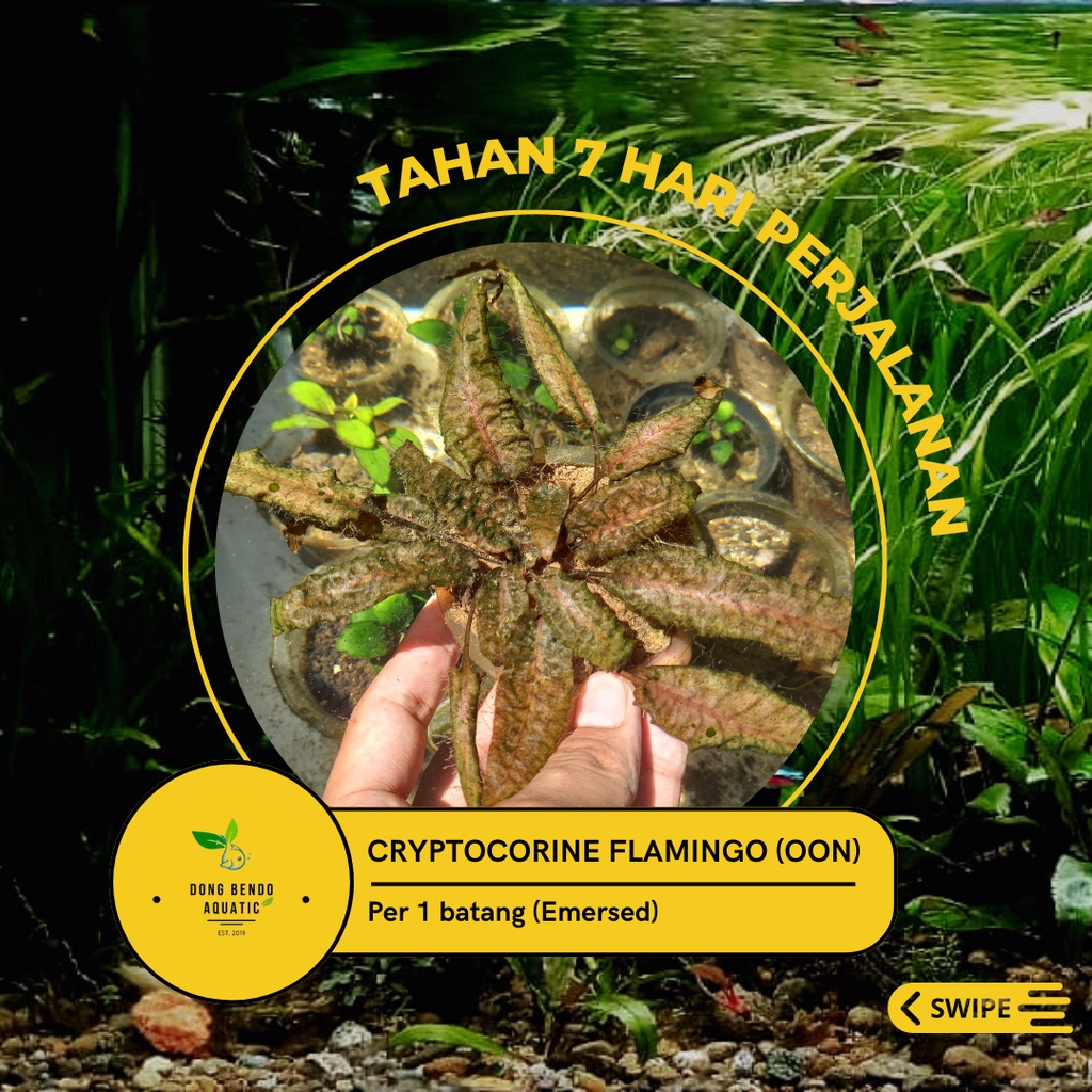 cryptocorine Flamingo Oon/ cryptocoryne Flamingo Oon