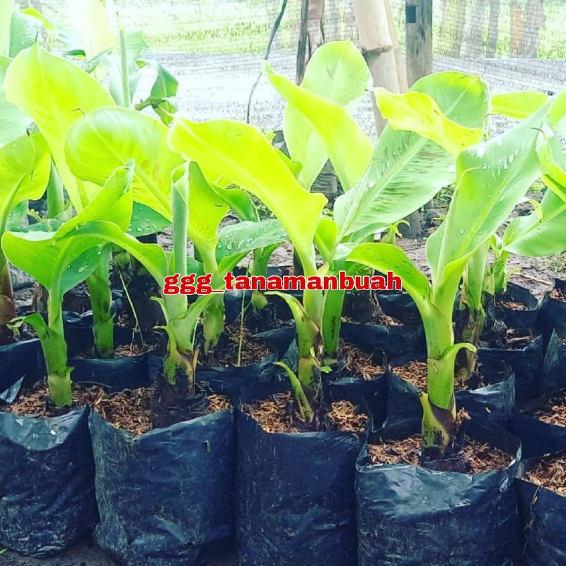 Bibit Pisang Cavendish Asli Super Original