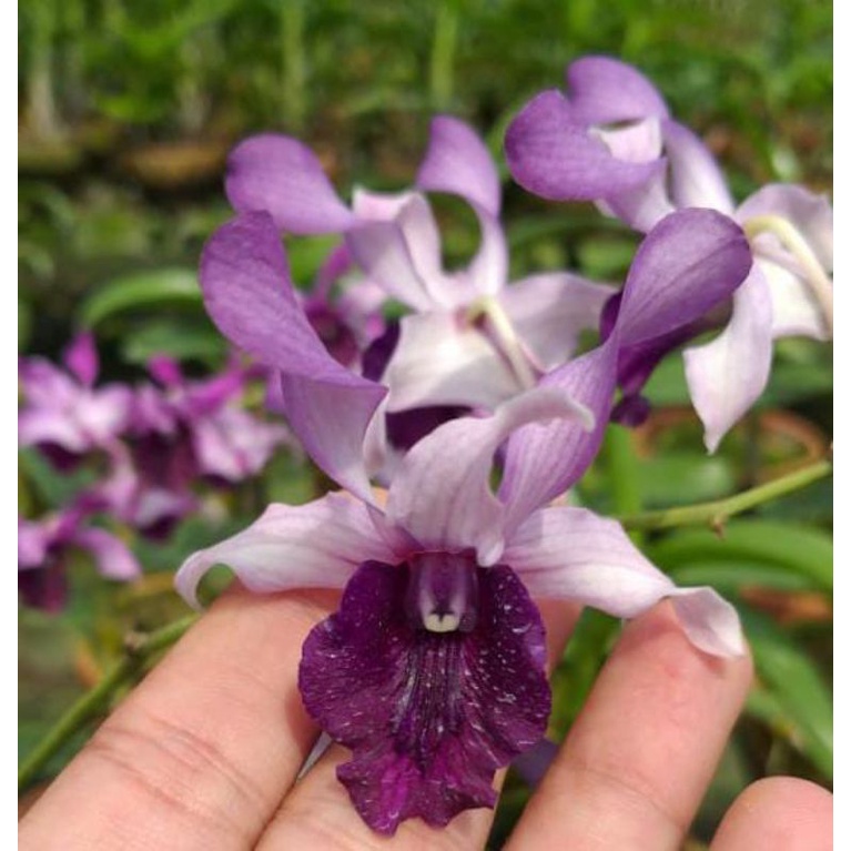 dendrobium inaraya blue kondisi dewasa siap naik spike