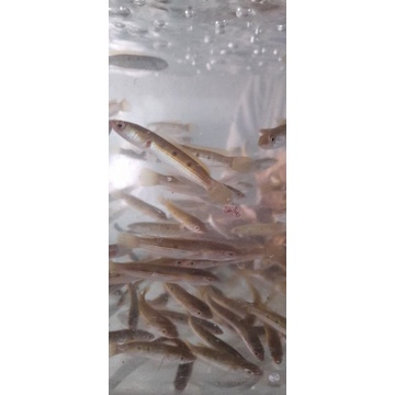 hiasan aquarium / baby chnna pleuro sz 7-9cm up - aquascape