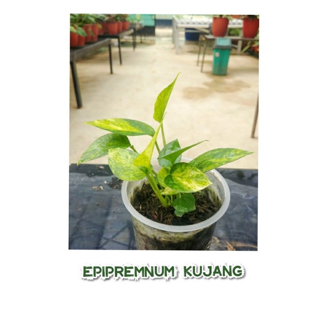 TANAMAN HIAS EPIPREMNUM KUJANG/ Epipernum Kujang
