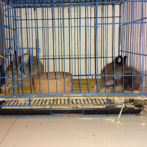 Kandang Besi untuk kelinci