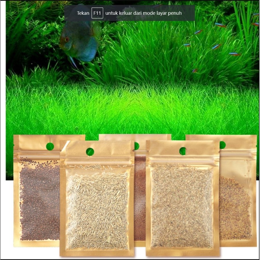 BIBIT BENIH RUMPUT DALAM AIR DEKORASI AQUARIUM TANAMAN HIAS AQUASCAPE
