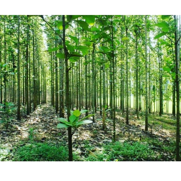 ⇇ Tanaman pohon jati super ㅈ