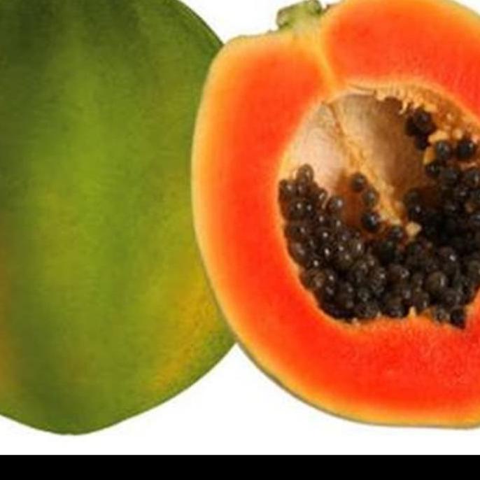 BIBIT PEPAYA HAWAI, POHON PEPAYA HAWAI SUPER EE22