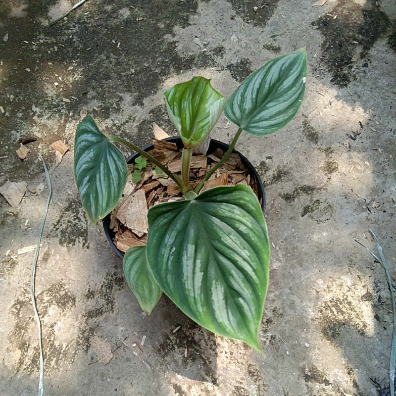 philodendron plowmanii