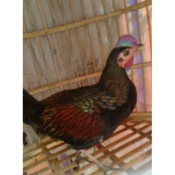 ayam hutan hijau jantan