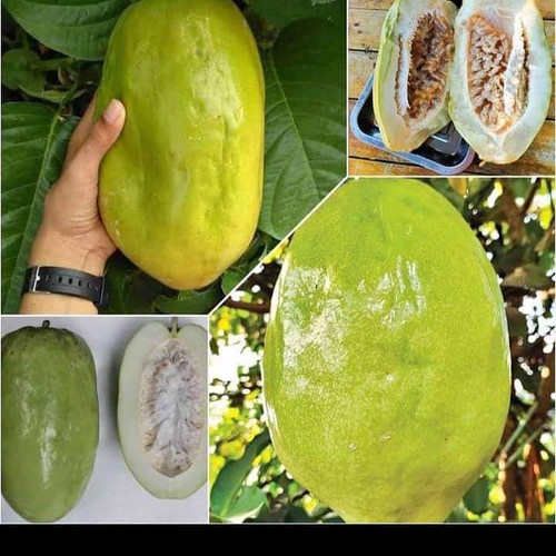 Bibit Pohon Buah Markisa Jumbo Erbis Besar