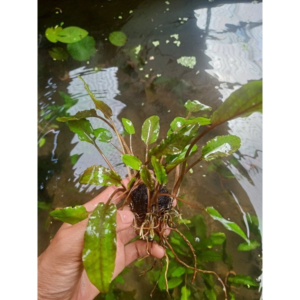 criptocoryne becktii wabikusa -tanaman aquascape