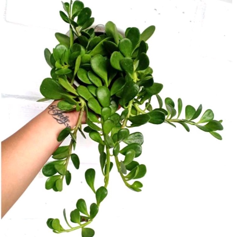 Tanaman Sukulen Jade Plant / Railing Jade / Dolar Gantung Tanaman / Tanaman Giok Gantung (Senecio Ja