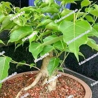 bibit pohon bodhi // bibit bonsai bodhi / bonsai vicus Religiosa Asli